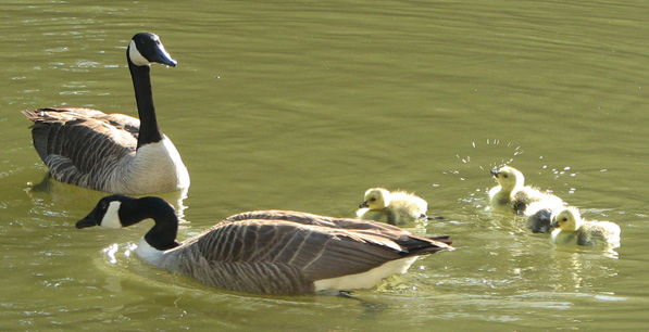 First swim on the lake...