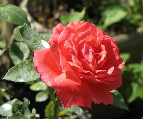 Image - Rose