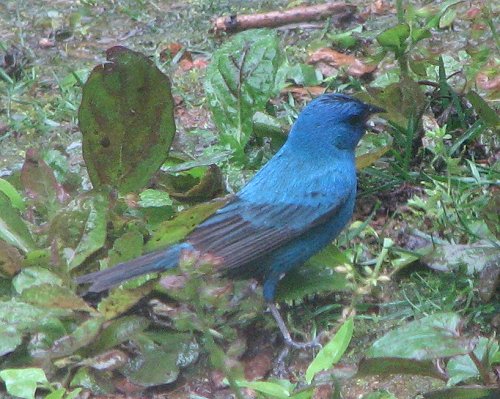 A spot of brilliant blue