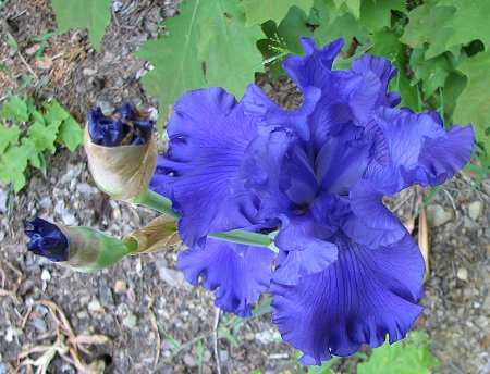 Iris - Blue