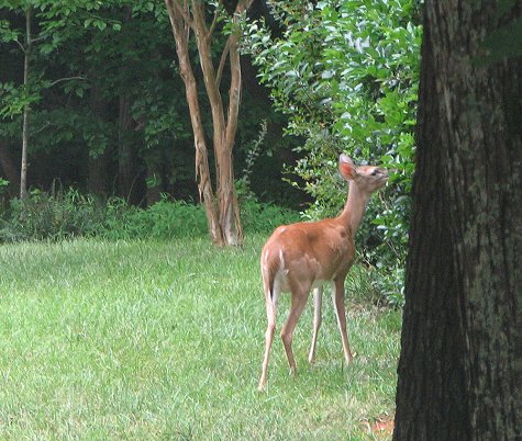 Deer nibbling on a Magnolia