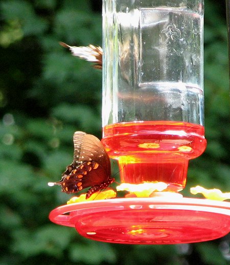 Butterflies at Hummingbird feeder
