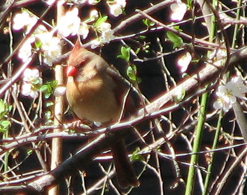 Female Cardinal enjoying the sun