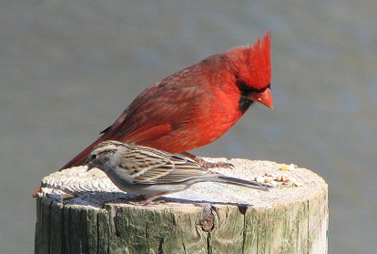 Winter Bird Buddies