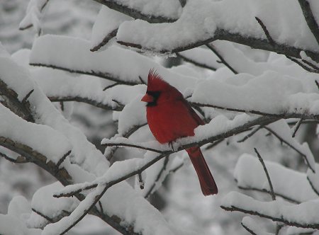Winter Scene - Cardinal