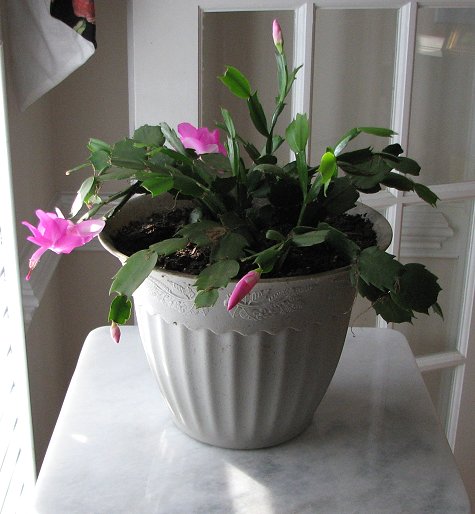 Christmas Cactus