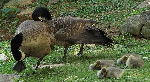 Sleepiy time for goslings