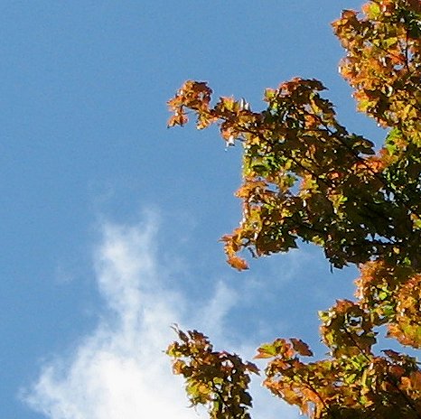 Fall sky and leaves - North Carolina