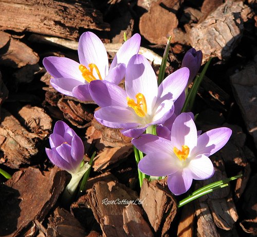 Very early blooming crocus 2012