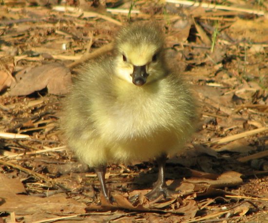 2011 Gosling image