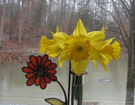 Daffodils - image