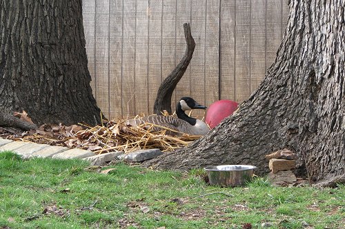 Daisy goose building her nest for 2012