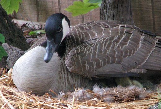 Daisy the Goose on her nest.