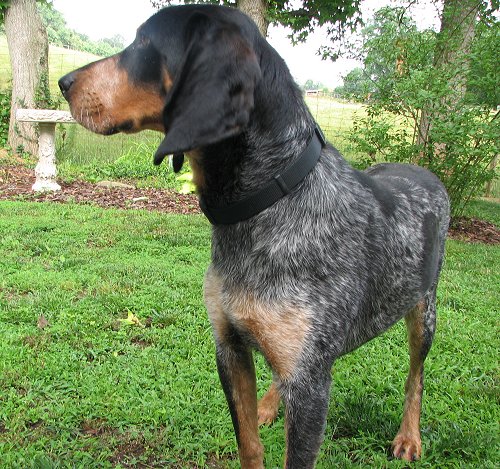 Abandoned dog Blue Tick Coonhound