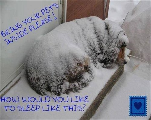 Don't leave dogs out in the cold