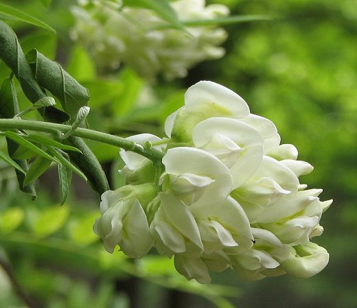 White Wisteria bloom image