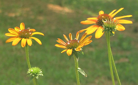 Echinacea flower