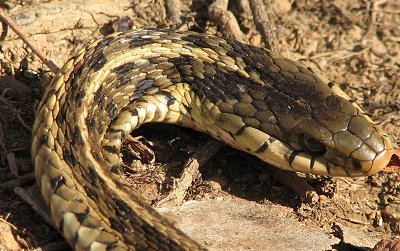 Closeup view - Eastern Garter Snake