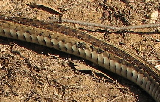Markings - Eastern Garter Snake Image