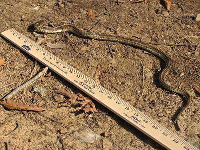 Image - Length and size of Eastern Garter Snake