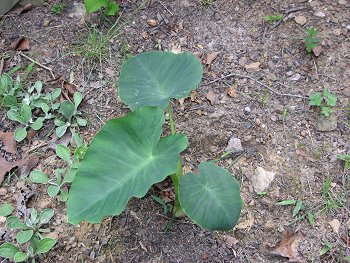 Elephant Ear Plants