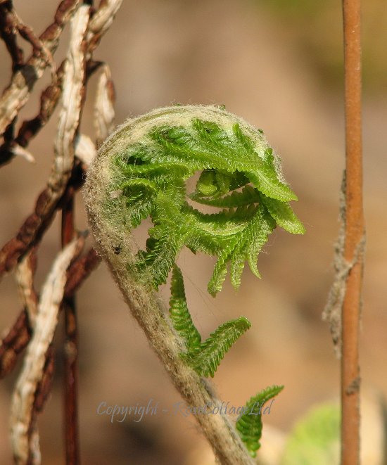 Image - Fern - opening its leaves