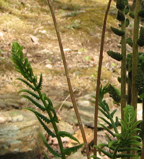 Fern Image - Day Two