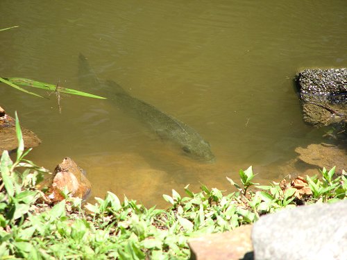 Image fish in clear water