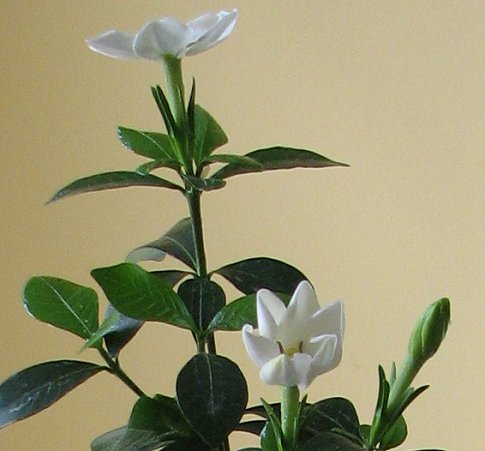 Gardenia flowers