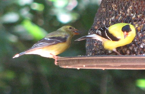 Goldfinches - Male and Female