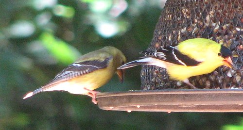 Goldfinches - Male and Female at feeder