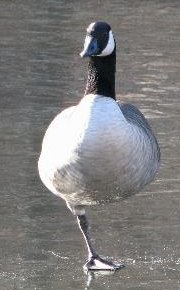 Winter-over Canada Goose