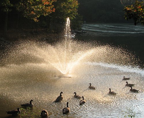 Geese enjoying the fountain spray