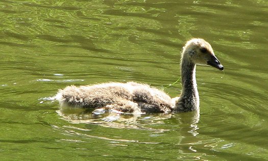 Gosling image June 19th, 2011