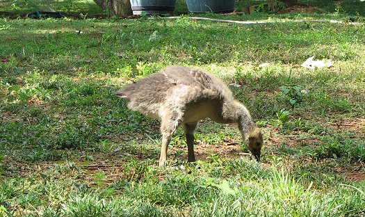 Gosling image June 24, 2011