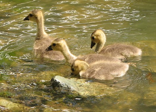 Water time for goslings
