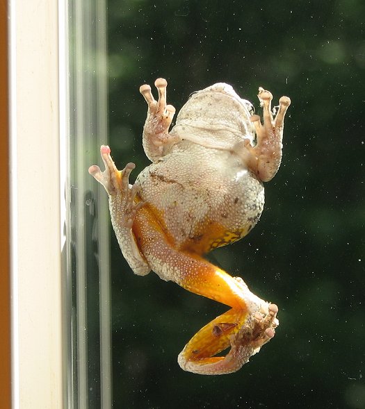 Frog on window image