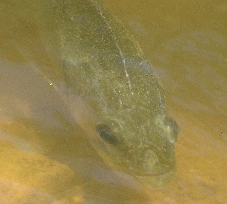 A healthy fish