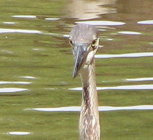 Heron head view