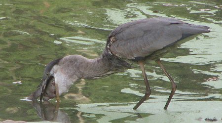 Heron with his 