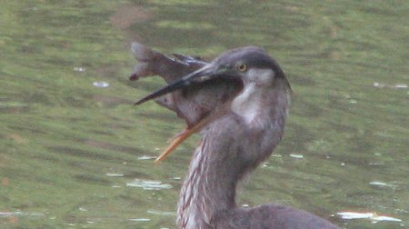 Heron - Checking for signs of life