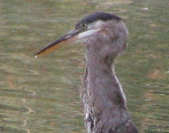 Heron dining- Fish in neck