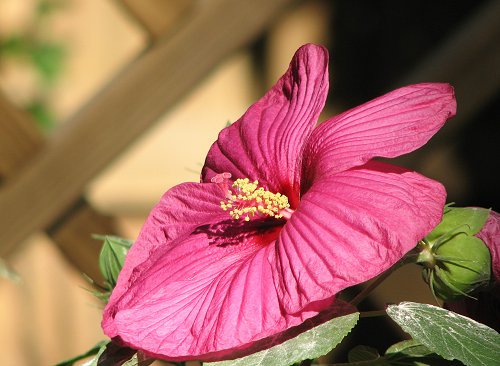 Hibiscus - full bloom