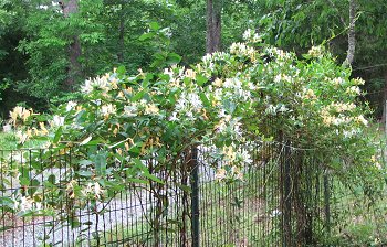 Honeysuckle covering an ugly fence