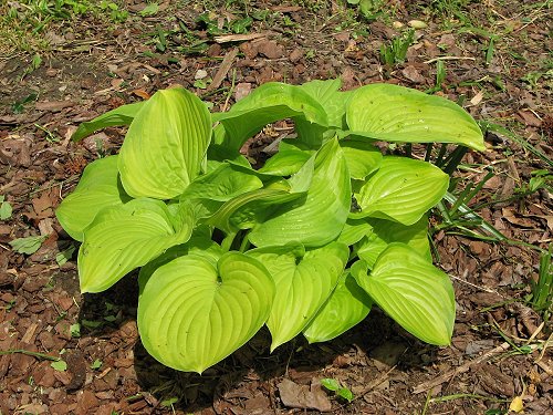 Image - Stained Glass Hosta