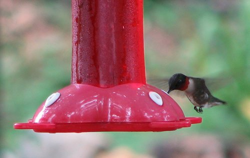 Hummingbird at feeder