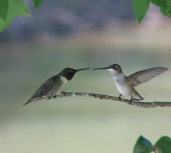 Hummingbirds in conference