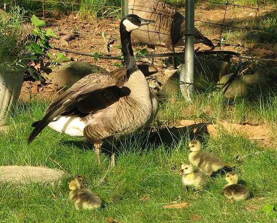 Geese moving house