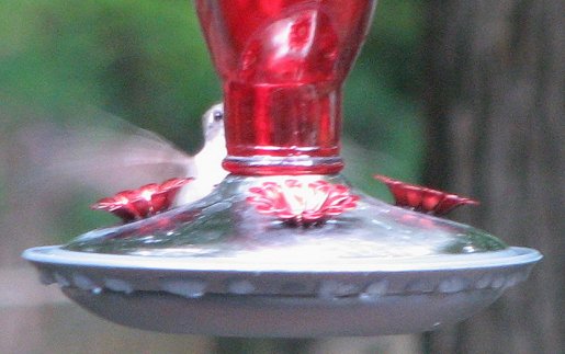 Hummingbird Hide & Seek