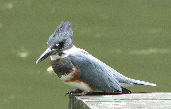 Kingfisher